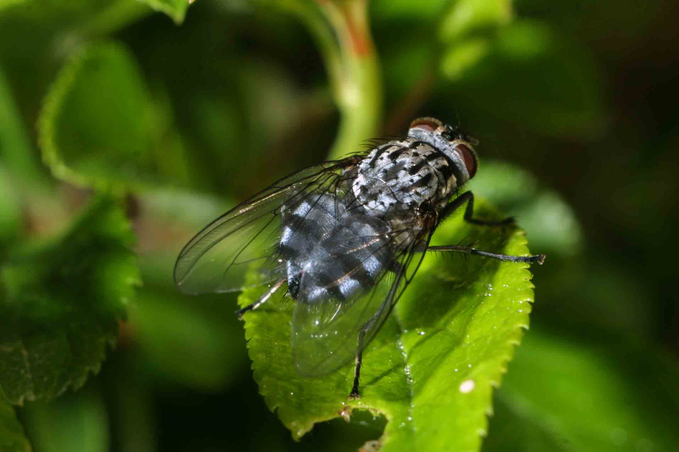 Calliphora sp.